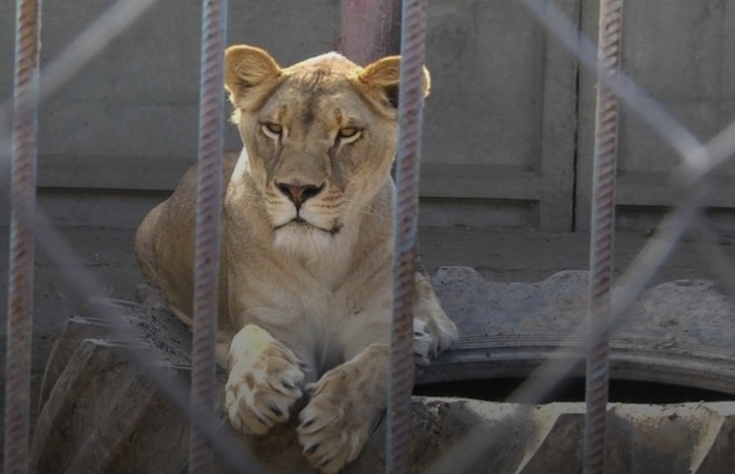 Вторую львицу, которая сбежала в Хмельницке, нашли: «видео с камер» оказалось фейком