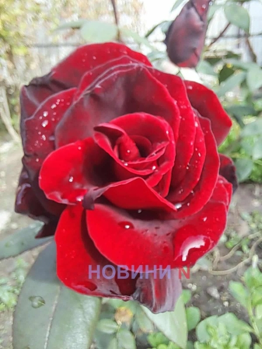 Синоптики попередили про дощ та похолодання на Миколаївщині 19 листопада