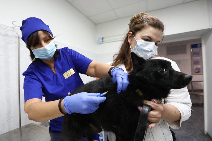 Карантин из-за бешенства в Николаеве: когда в городе появятся вакцины