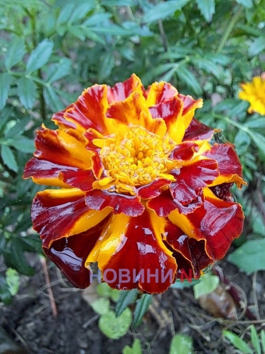 Дощ, вітер та до +20°: синоптики розповіли про погоду у Миколаєві та області 22 листопада