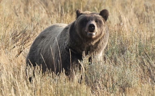 Медведь гризли напал на школьников и учителей в Канаде