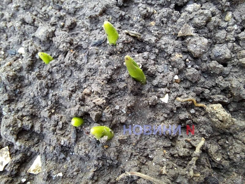 Аномальное тепло: в Николаеве в ноябре расцвели смородина и орешник, взошли тюльпаны (фото)
