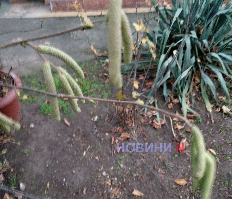 Аномальное тепло: в Николаеве в ноябре расцвели смородина и орешник, взошли тюльпаны (фото)