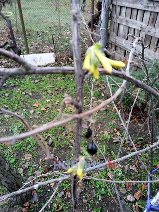 Аномальное тепло: в Николаеве в ноябре расцвели смородина и орешник, взошли тюльпаны (фото)