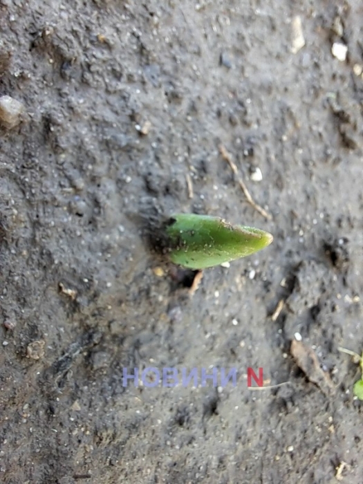 Аномальное тепло: в Николаеве в ноябре расцвели смородина и орешник, взошли тюльпаны (фото)