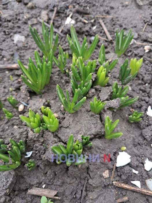 Аномальне тепло: у Миколаєві у листопаді розцвіли смородина та ліщина, зійшли тюльпани (фото)