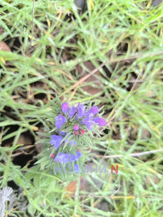 Аномальное тепло: в Николаеве в ноябре расцвели смородина и орешник, взошли тюльпаны (фото)