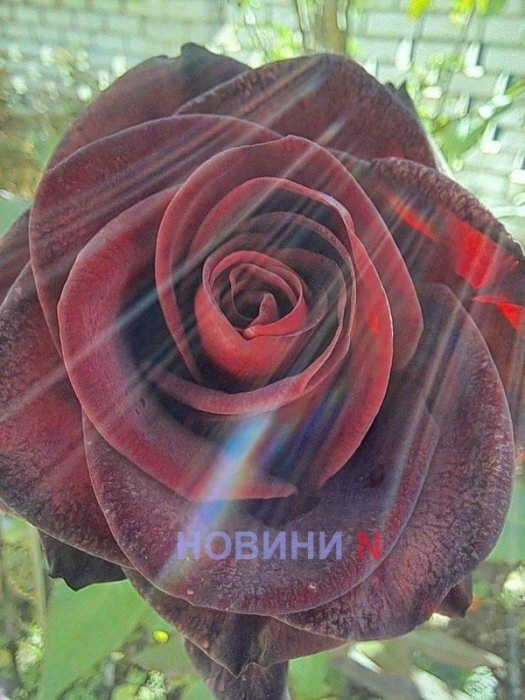 Вітер і до +19°: синоптики розповіли про погоду у Миколаєві та області 27 листопада