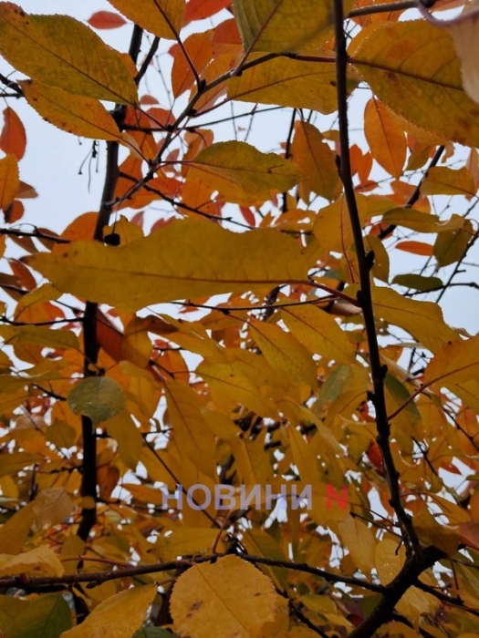 Туман и до +14°: синоптики рассказали, какой будет погода в Николаеве и области в субботу