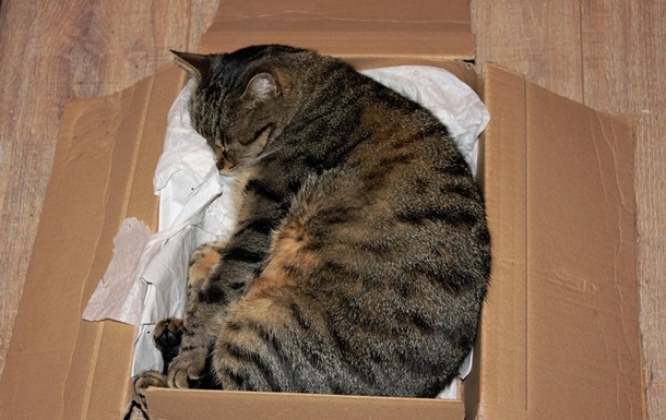 Жінка відправила кішку поштою: тварина мало не загинула