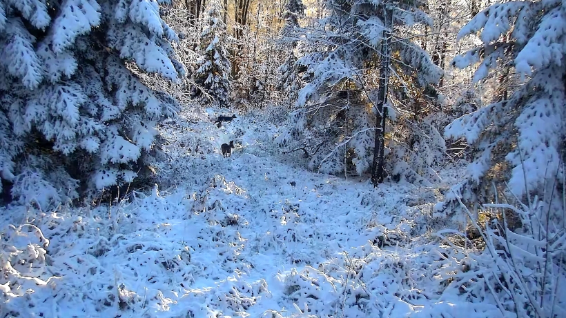 Зимова казка: як виглядають прикордонні райони Львівщини (відео)