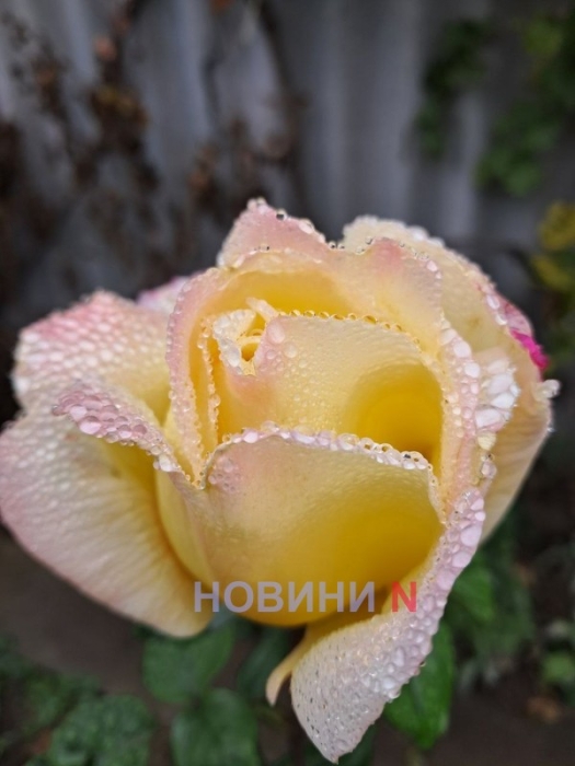 Погода в Николаевской области в первый день зимы: облачно и дождливо