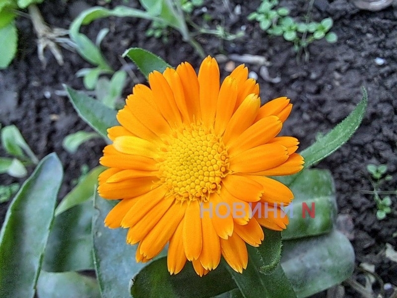 Листопад у Миколаївській області був аномально теплим: оновлено абсолютні максимуми температури