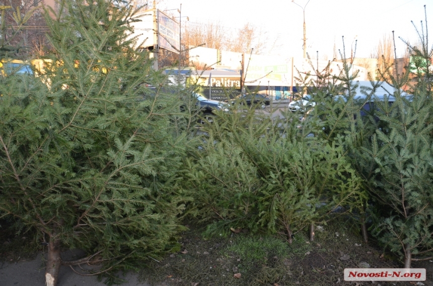 В Україні стартував продаж ялинок: у Миколаєві — одні з найвищих цін