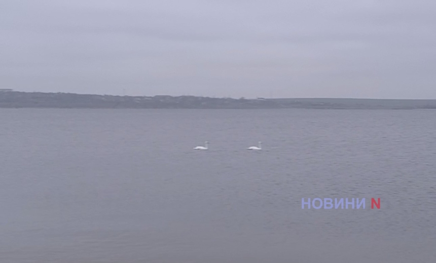 Пара лебедей поселилась на Намыве в Николаеве (видео)