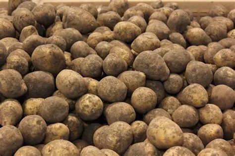 Прогнози по цінам на картоплю в Україні: чи варто робити запаси
