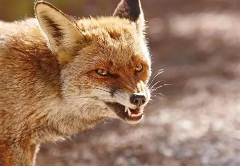 Карантин объявлен в одной из общин Николаевской области