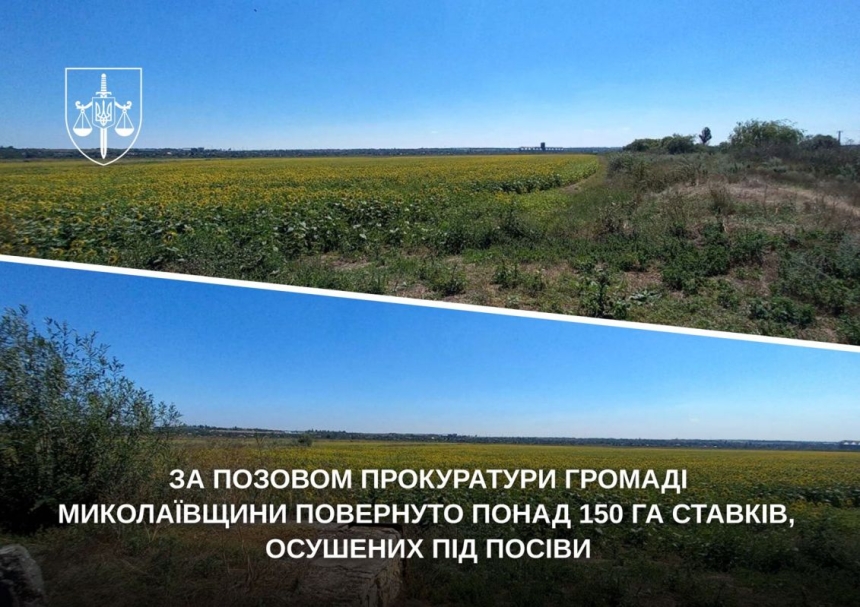 Фермер осушив водойми та засіяв територію пшеницею у Миколаївській області