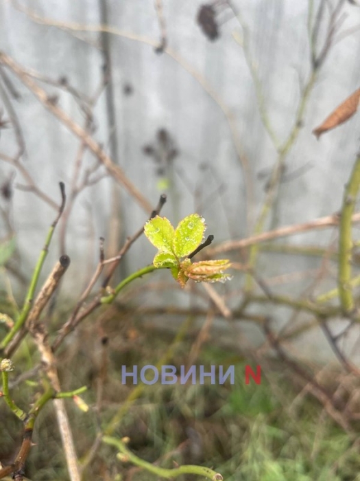 В декабре в Николаеве цветут розы и смородина (фото)