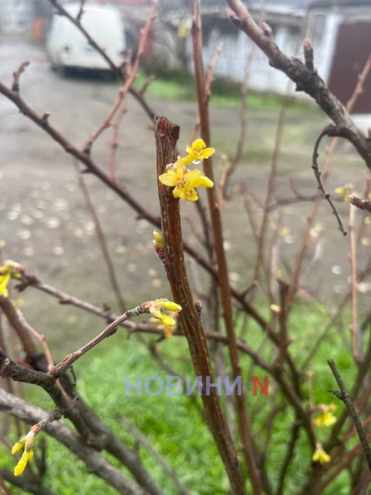 В декабре в Николаеве цветут розы и смородина (фото)