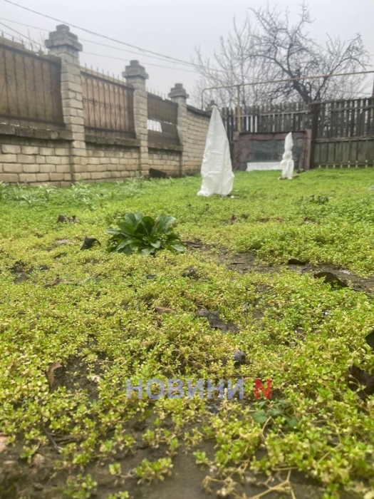 В декабре в Николаеве цветут розы и смородина (фото)