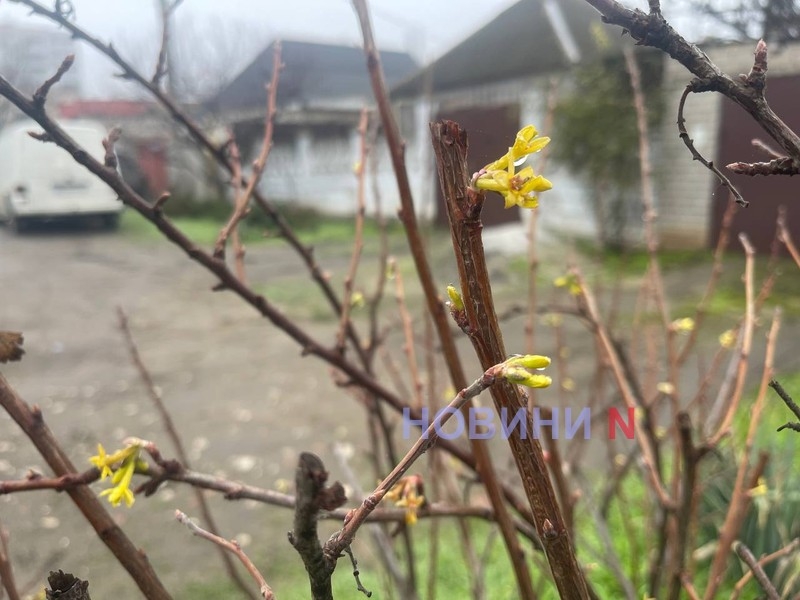 Ожидается мороз: какая погода будет в Николаевской области в понедельник