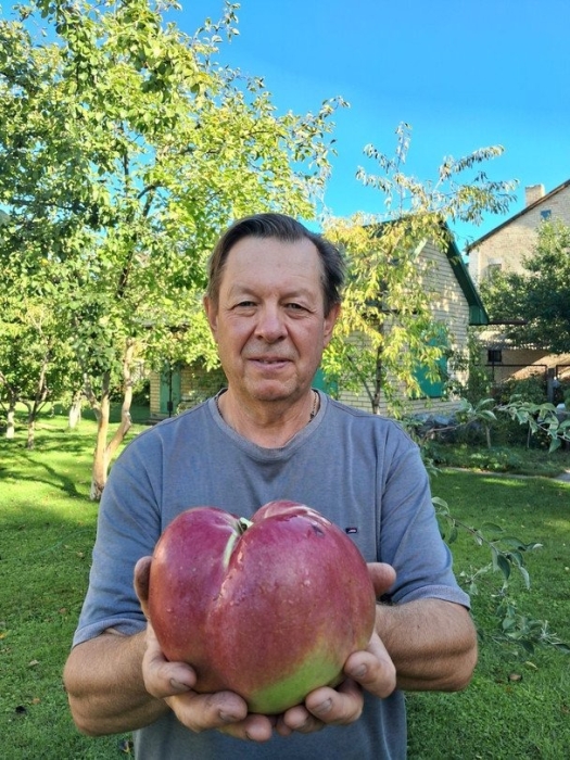 Киевлянин вырастил самое большое яблоко Украины - его вес почти 1,3 кг (фото)