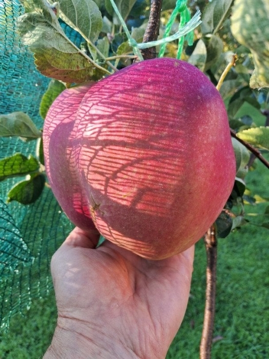 Киевлянин вырастил самое большое яблоко Украины - его вес почти 1,3 кг (фото)