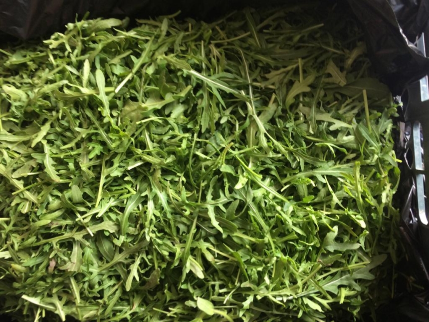 Во Львовской области сожгли более 2 тонн салата из Италии из-за опасного вредителя