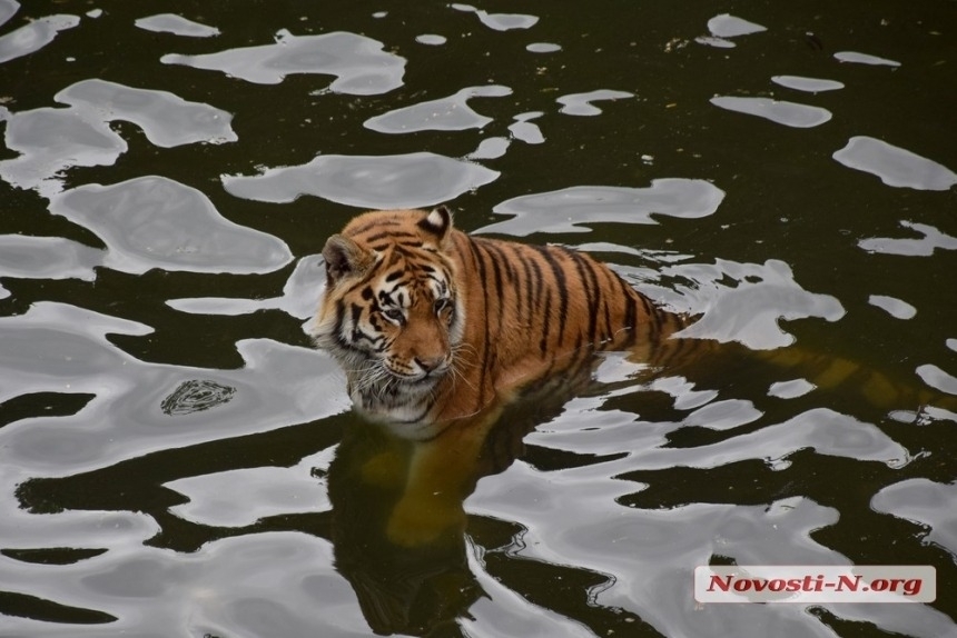 Стало відомо, скільки людей щороку відвідує Миколаївський зоопарк