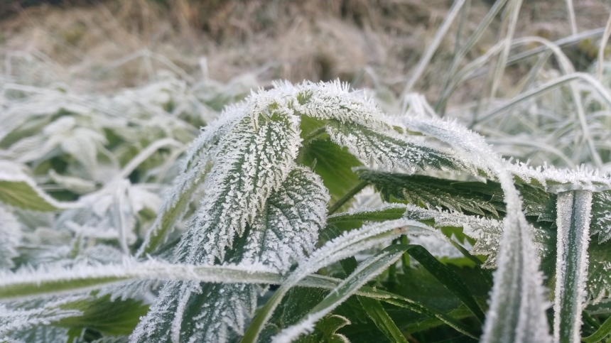 Декабрь в Николаевской области начался тепло, но скоро ударят морозы