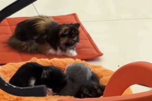 Коти в оренду за 500 грн: у Одесі поліція порушила справу щодо смерті двох кошенят у кото-кафе