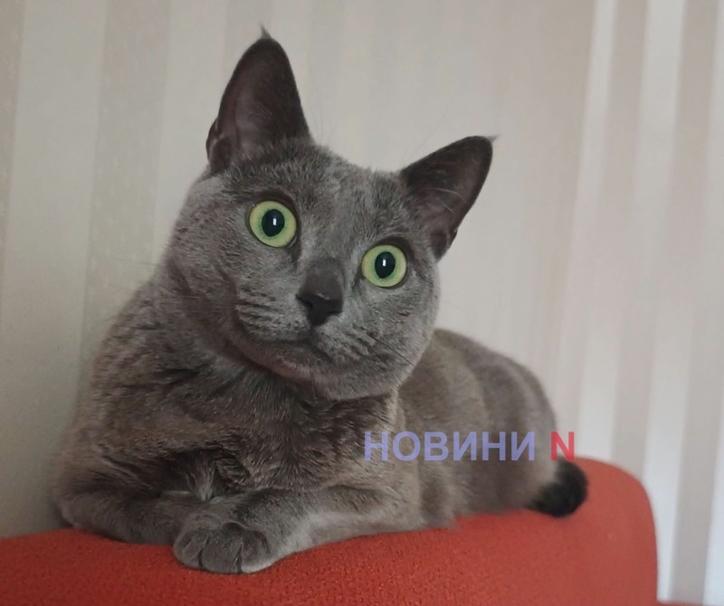 Дослідження: кішки частіше нявкають чоловікам, ніж жінкам