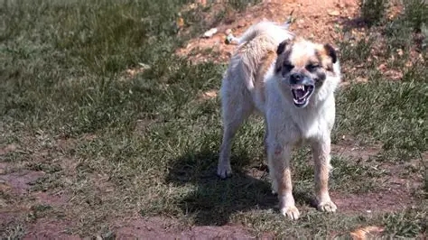 В Николаеве сняты карантинные ограничения по бешенству