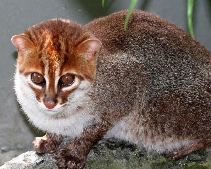 В Таиланде обнаружили редчайших диких кошек