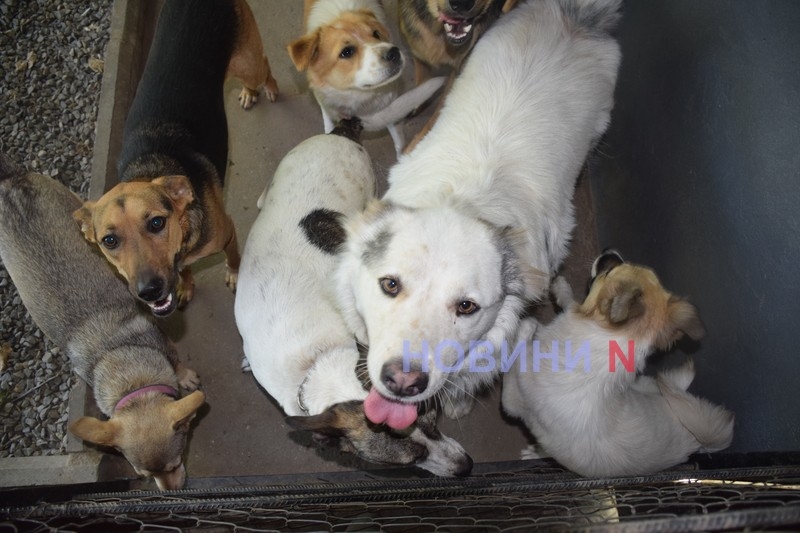 Будуть їздити на трамваї: у Миколаєві не погодили покупку авто для вилову бездомних тварин