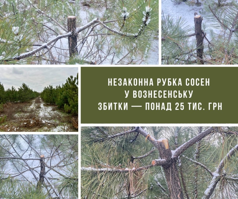 Факт незаконної рубки сосен встановили у Вознесенську
