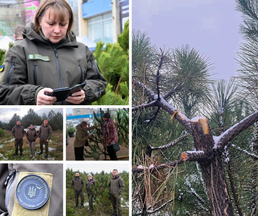 Операція «Новорічна ялинка» на Миколаївщині: складено протоколи, нараховано збитки
