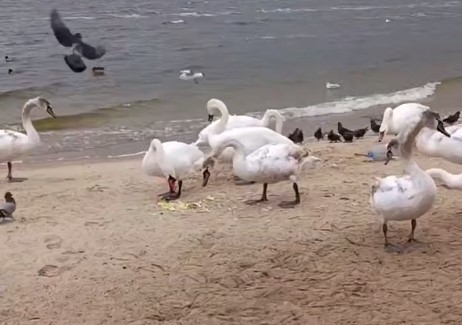 У Корабельному районі помітили зграю лебедів: з'явилися нові відео