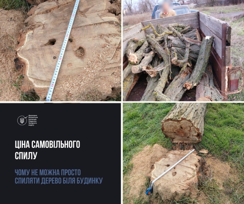 За спиленную в Баштанке акацию житель заплатит 3,3 тыс. гривен