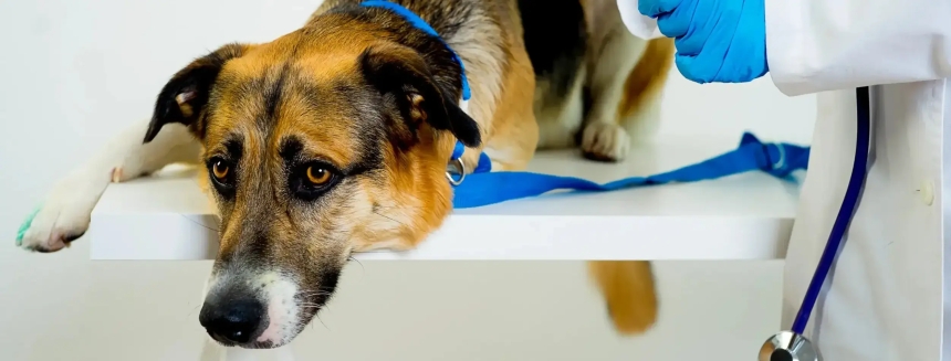 Чоловік викинув собаку співмешканки з сьомого поверху