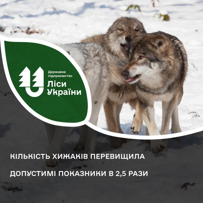 У Миколаївській області критична кількість вовків, шакалів та лисиць: розпочато відстріл