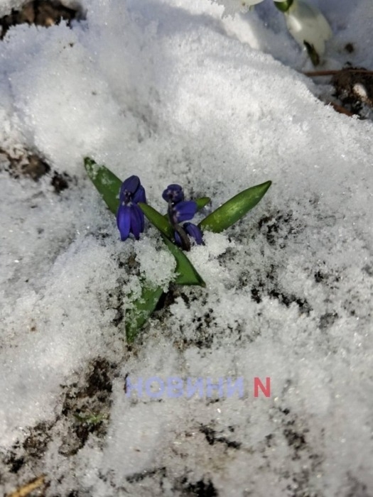В выходные в Николаевской области будет до 14° мороза и северный ветер