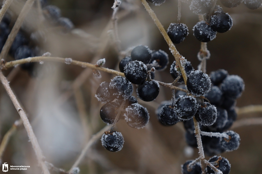 Зимняя сказка в Николаеве (фоторепортаж)