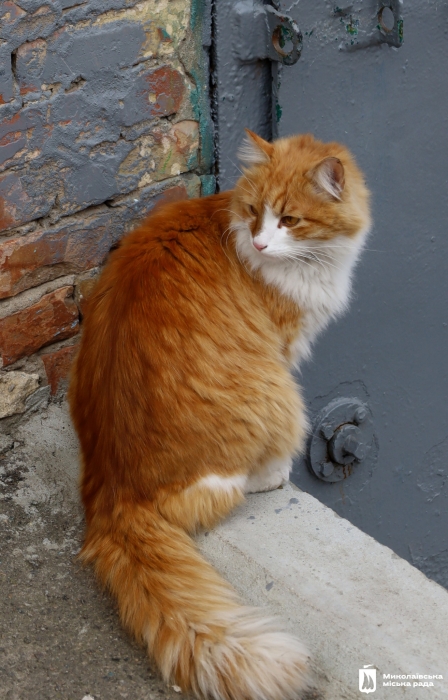 Зимняя сказка в Николаеве (фоторепортаж)