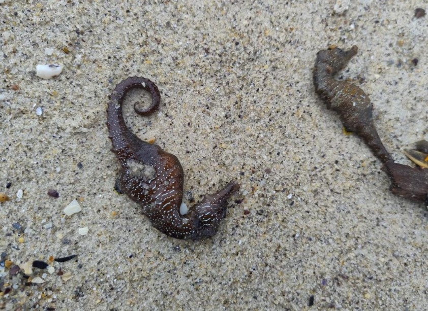 На півдні України на пляжі викинуло сотні мертвих морських коників