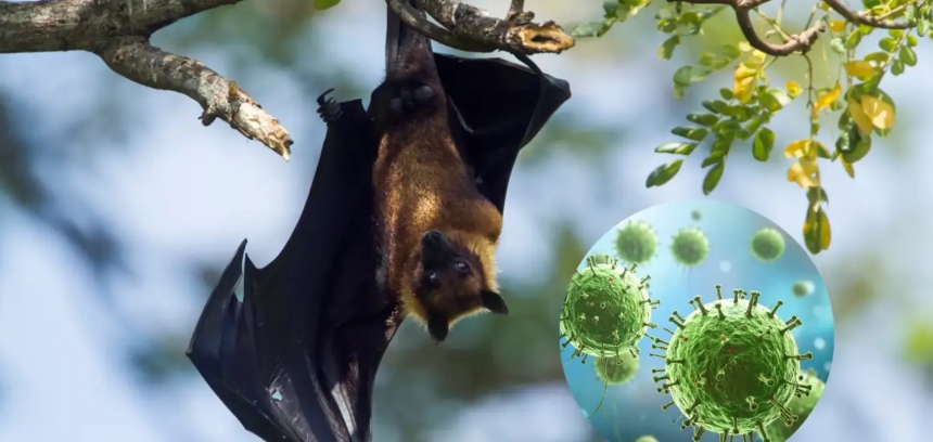 В Индии зафиксировали вспышку смертельного вируса Нипа