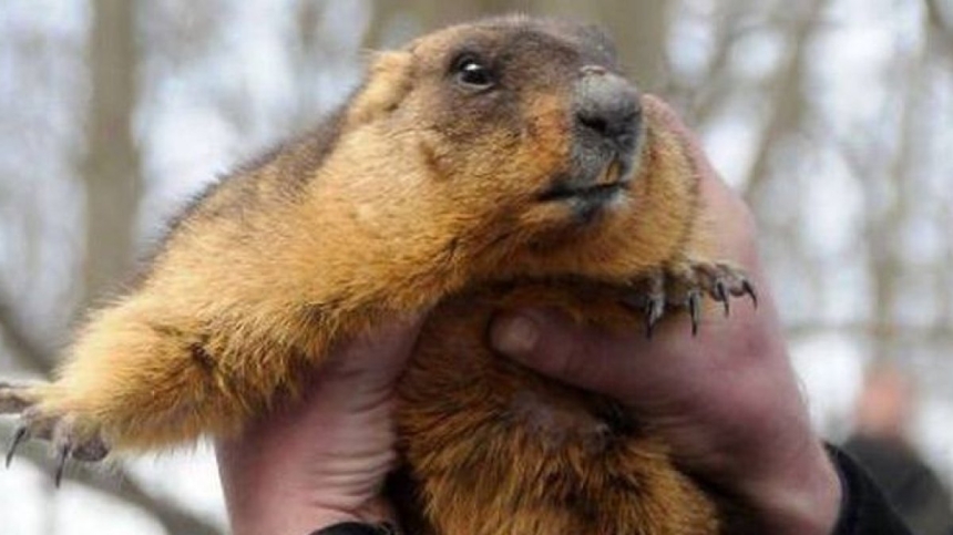 День Сурка: знаменитый харьковский Тимка будет предсказывать весну онлайн