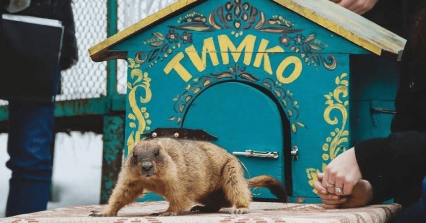 Сурок Тимко IV дав свій перший прогноз: коли в Україну прийде весна