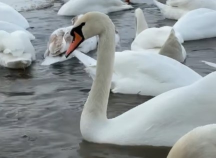 Как кормят лебедей в Николаеве (видео)
